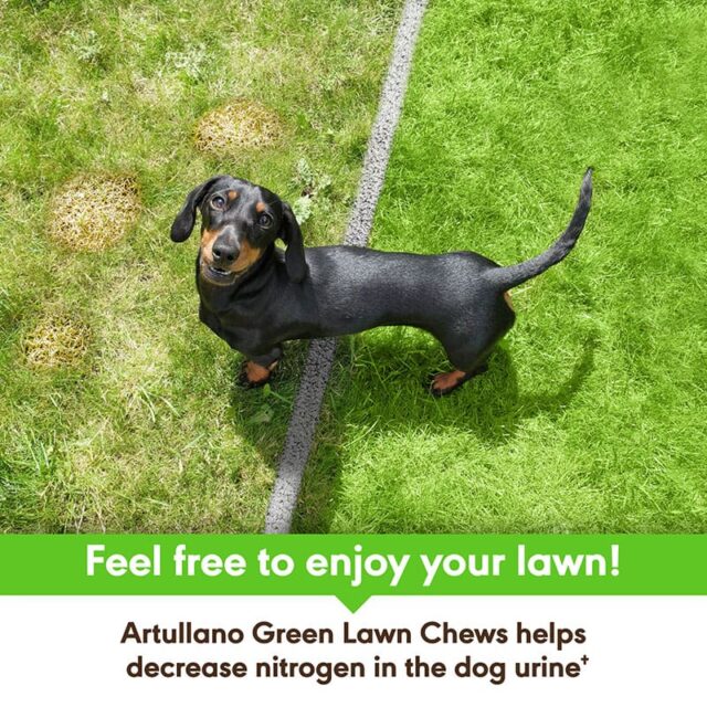 Green Lawn Chews