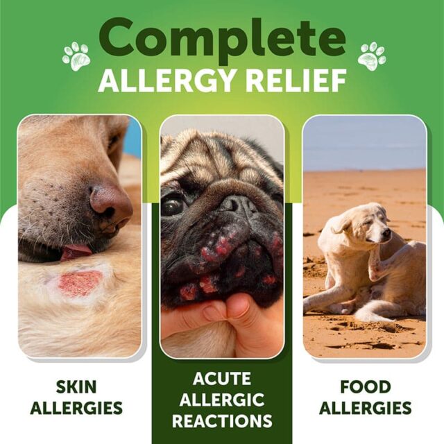 Artullano Allergy + Itch Immune Chews